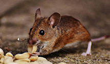 biohazard-cleanup-for-pest-infestations Experts in Bourbon